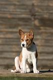 BASENJI 199